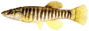 killifish