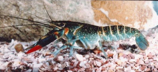 red claw crayfish