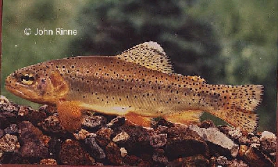 Apache trout