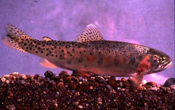 Rio Grande cutthroat trout