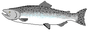 Oncorhynchus tshawytscha